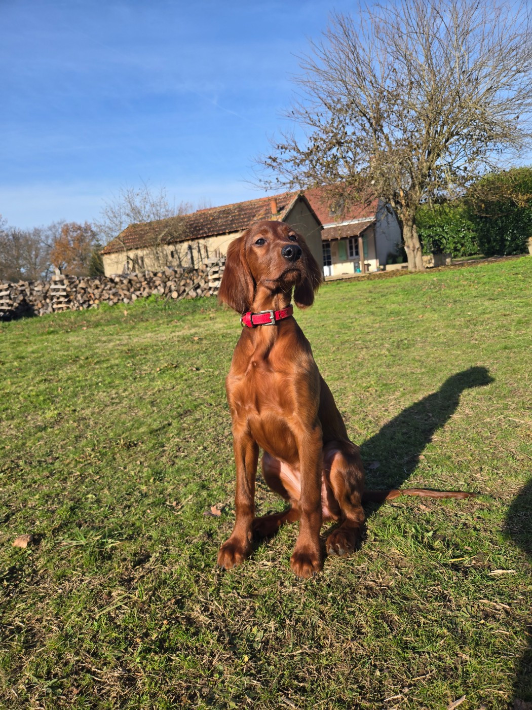 Artemis De L'épivant Clery