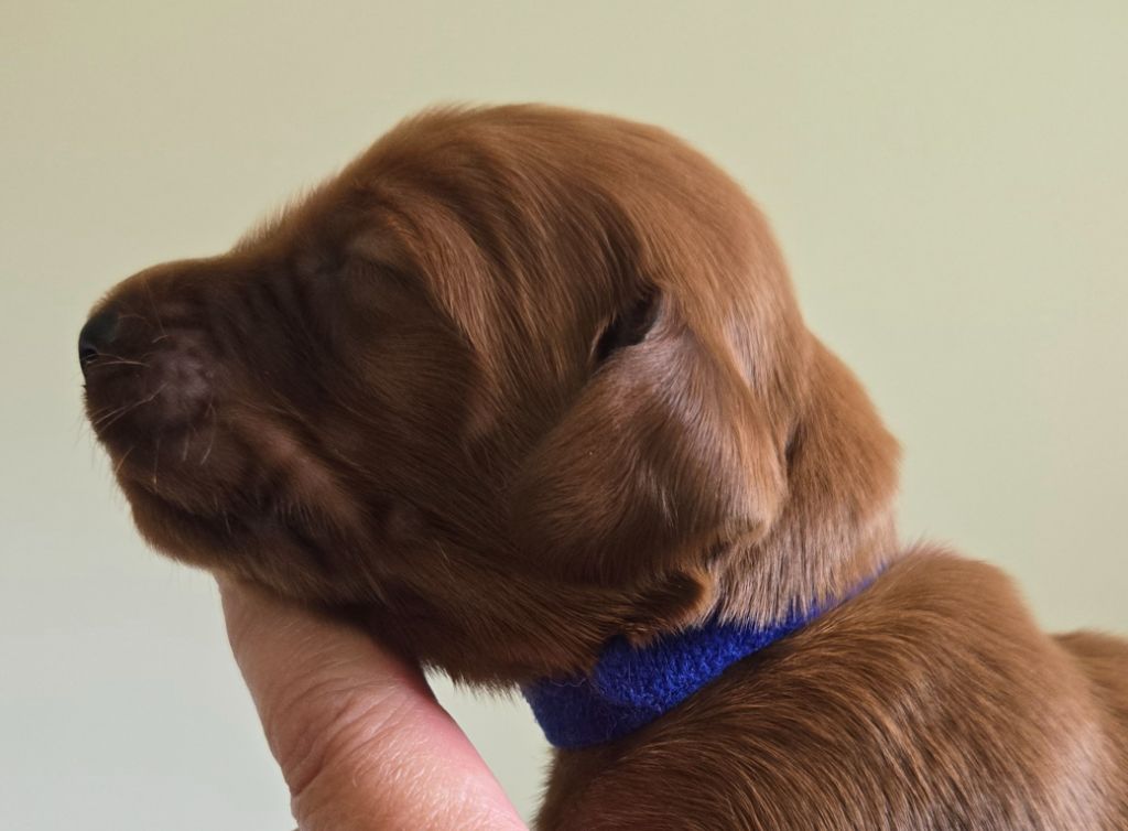 De L'épivant Clery - Chiots disponibles - Setter irlandais rouge