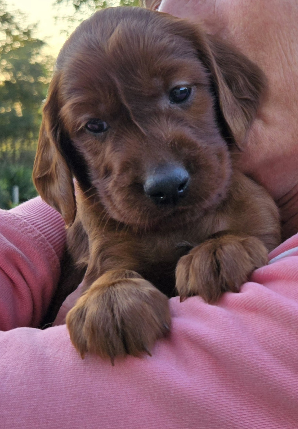 De L'épivant Clery - Chiots disponibles - Setter irlandais rouge