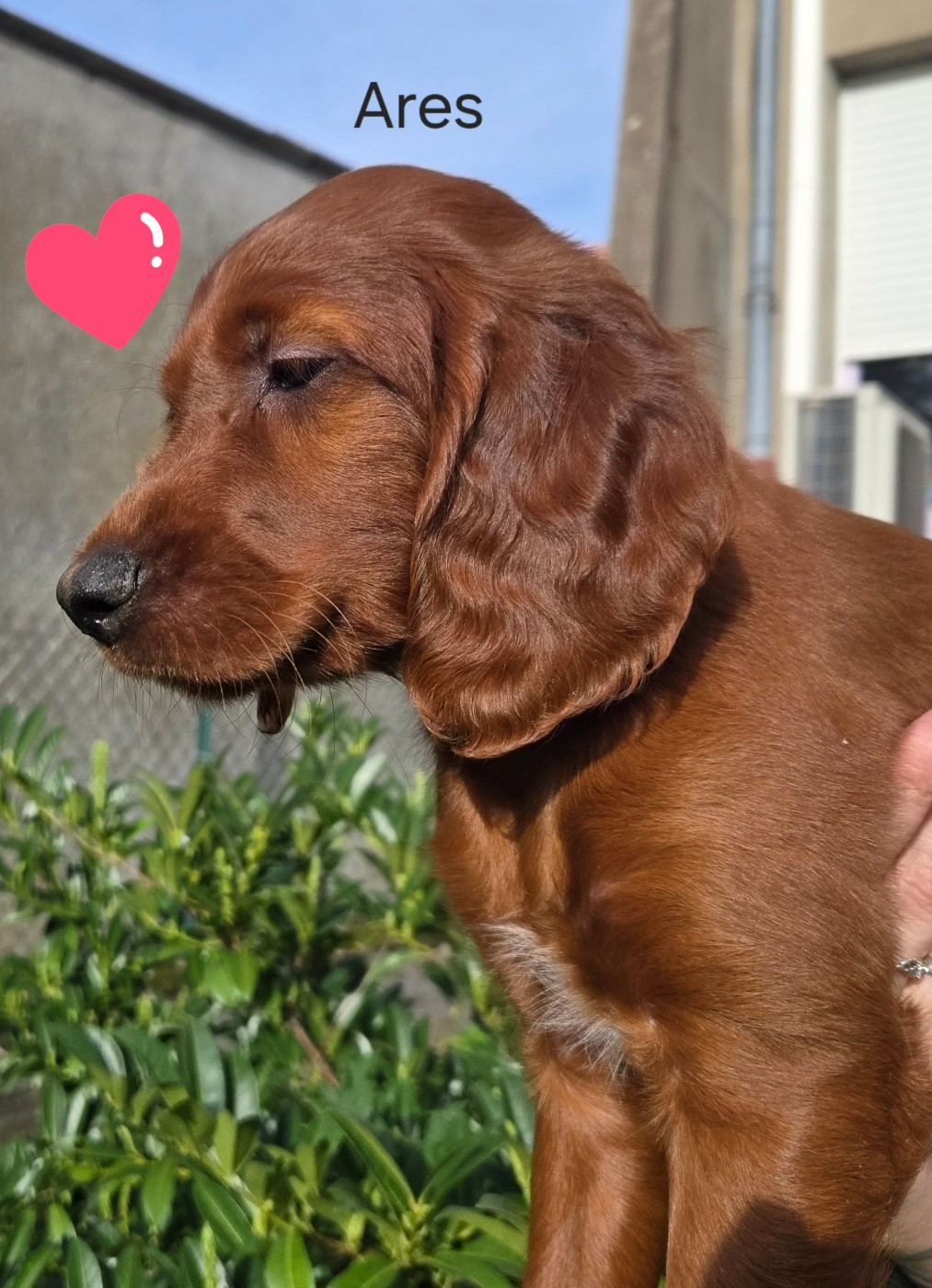 De L'épivant Clery - Chiots disponibles - Setter irlandais rouge