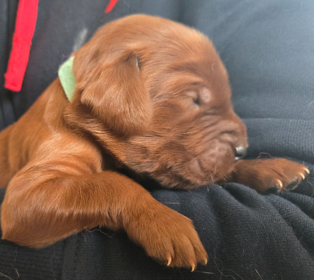De L'épivant Clery - Chiots disponibles - Setter irlandais rouge