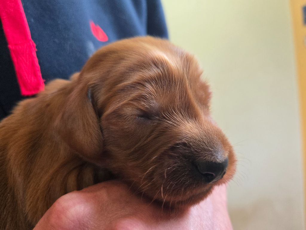 De L'épivant Clery - Chiots disponibles - Setter irlandais rouge