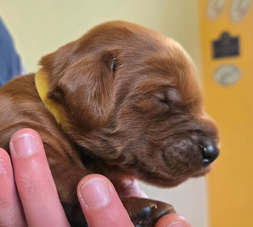 De L'épivant Clery - Chiots disponibles - Setter irlandais rouge