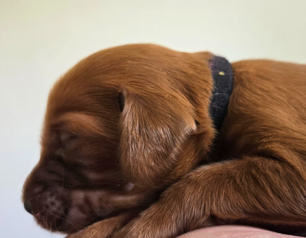 De L'épivant Clery - Chiots disponibles - Setter irlandais rouge