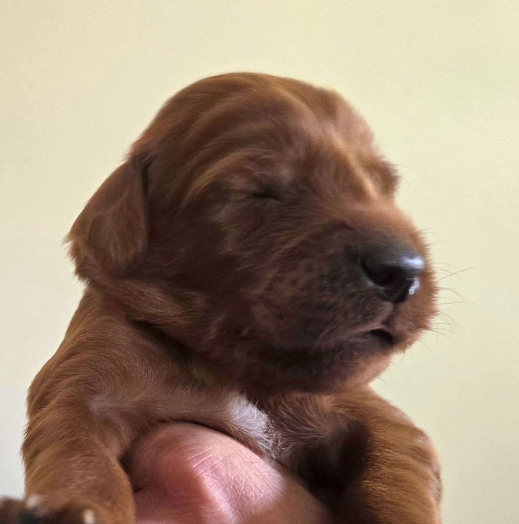 De L'épivant Clery - Chiots disponibles - Setter irlandais rouge